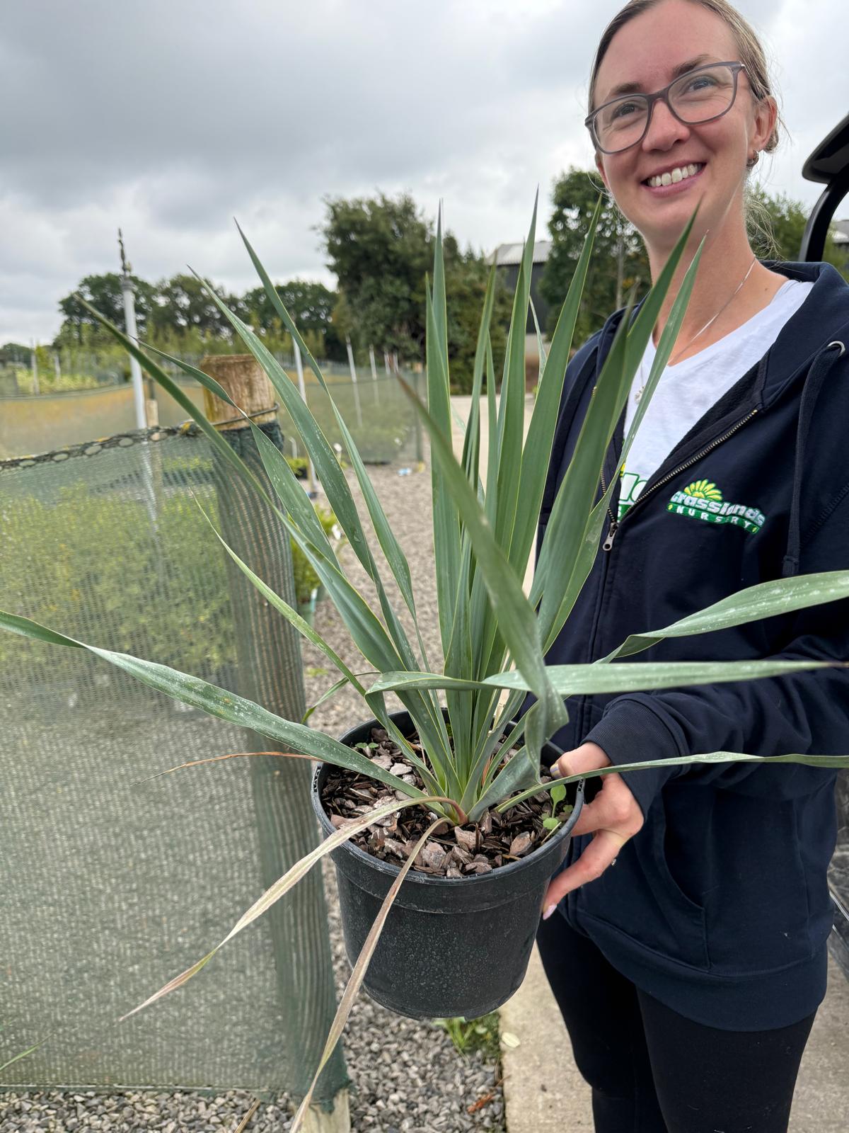 Yucca Filamentosa 3 Litre Pot