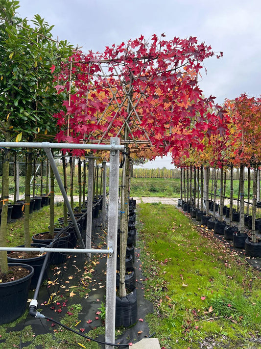 Liquidambar Worplesdon Pleached 12/14cm G 180 Stem Frame 150cm Wide x 120cm Tall
