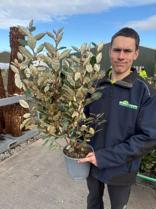 Elaeagnus x Ebbingei Compacta 4.5 Litre Pot 60-80cm