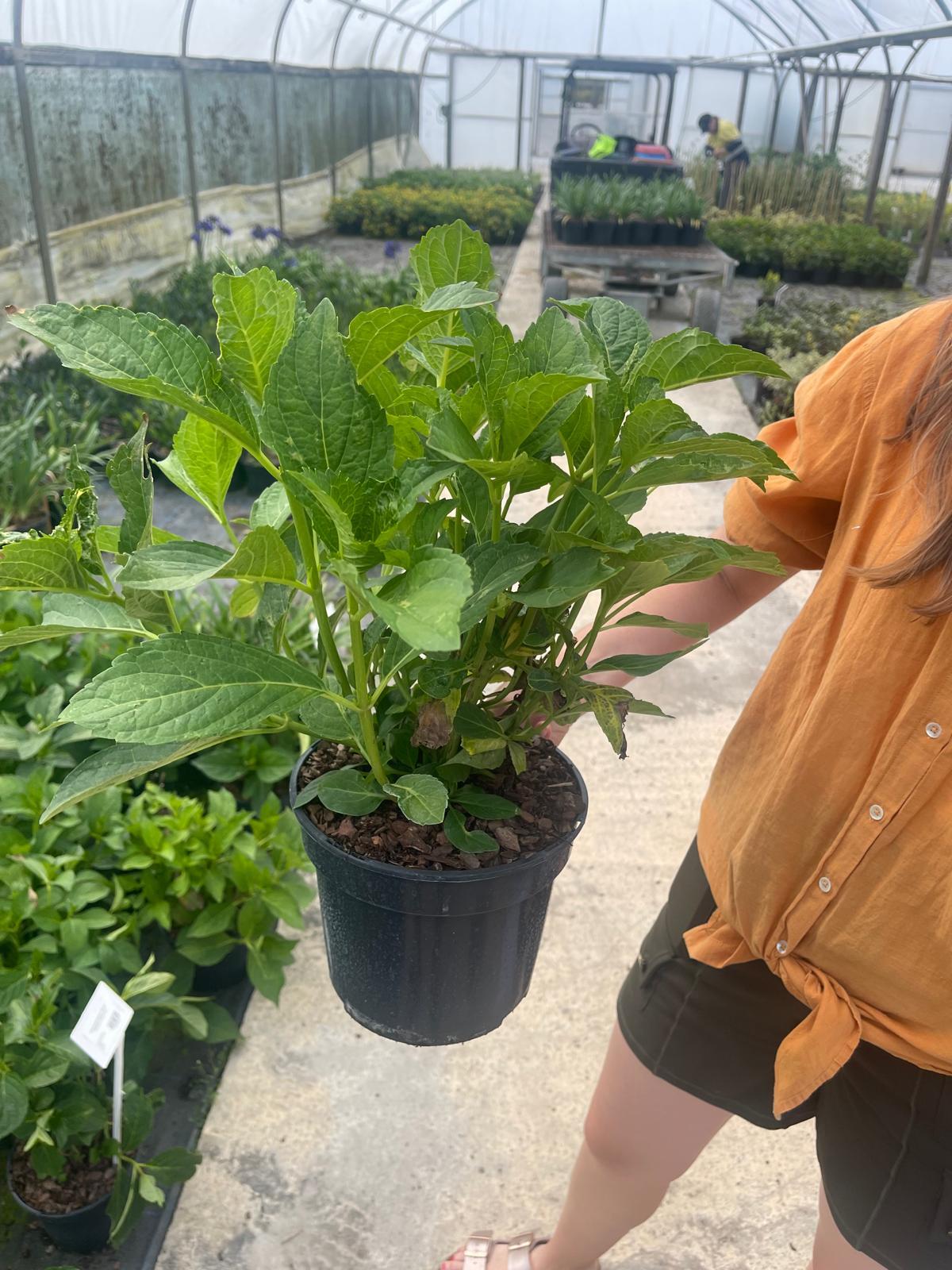 Hydrangea Macro. Soeur Therese 3 Litre Pot