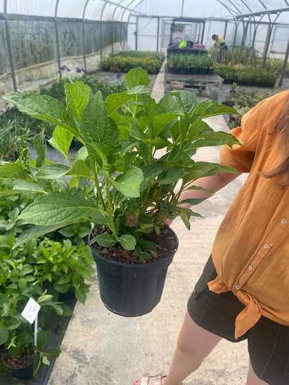 Hydrangea Macro. Soeur Therese 3 Litre Pot