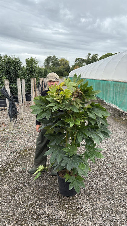 Fatsia Japonica 18 Litre Pot