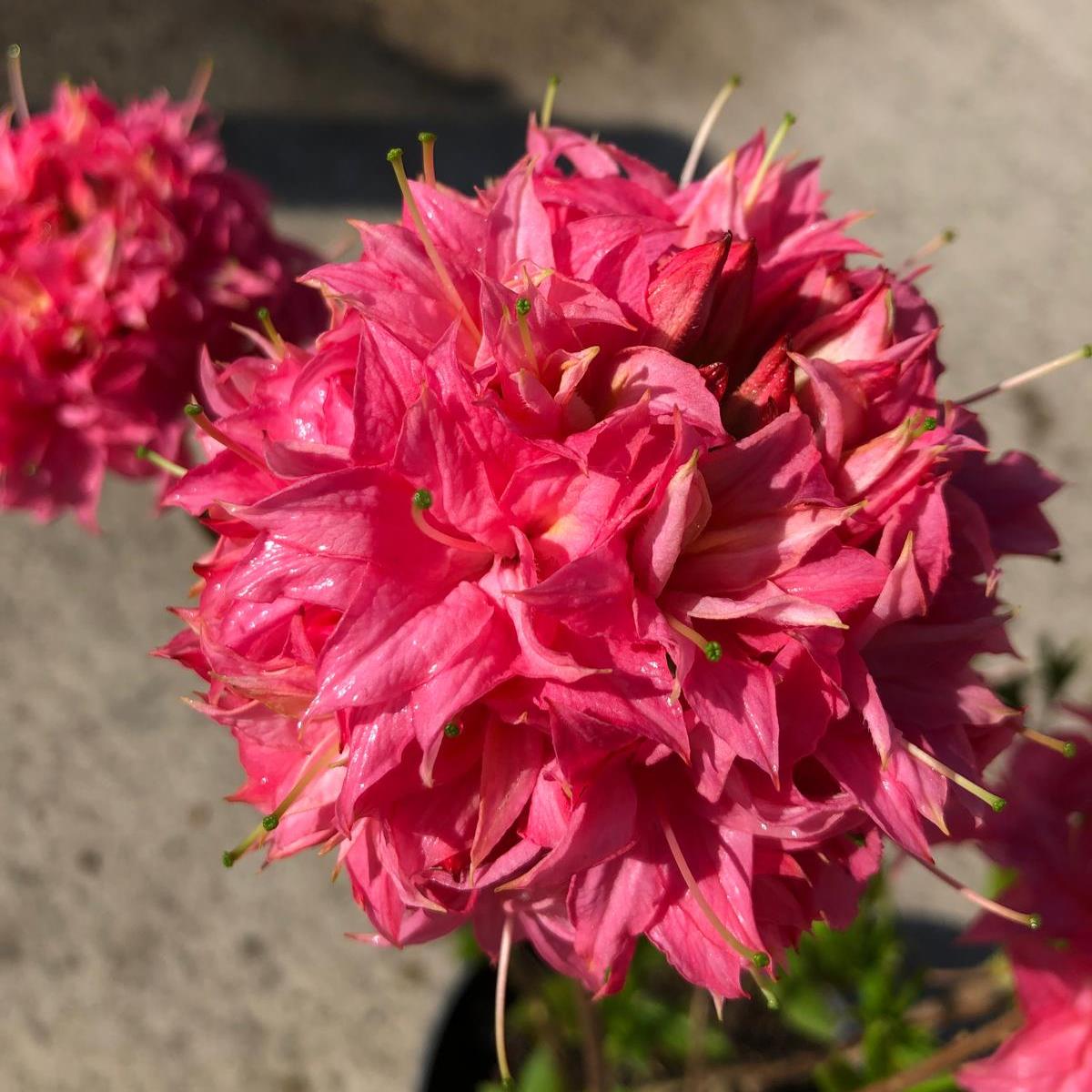 Azalea Knaphill Homebush 4.6 Litre Pot