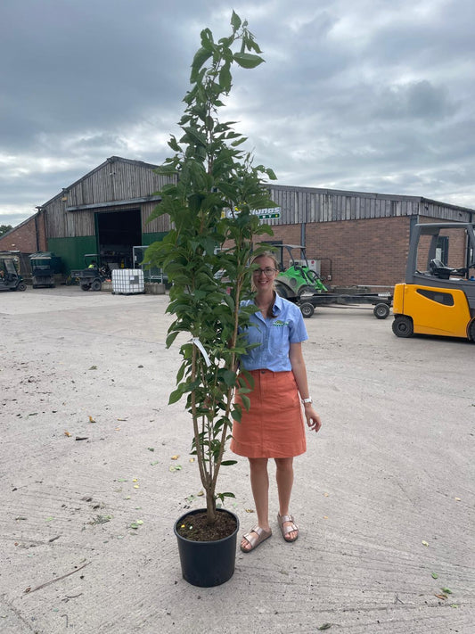 Prunus Amanogawa 20 Litre Pot 180/200cm