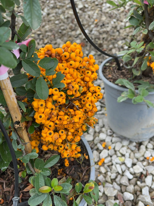 Pyracantha Golden Glow 4.5 Litre Pot 80/100cm