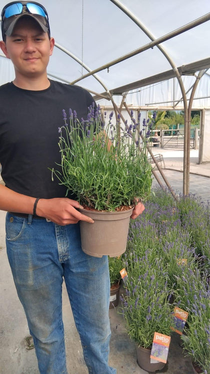 Lavender Angustifolia Hidcote 5 Litre Pot
