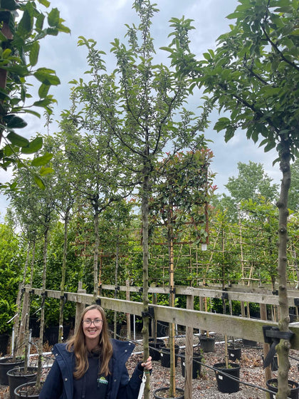 Malus Golden Hornet Heavy Girth 10/12cm Standard