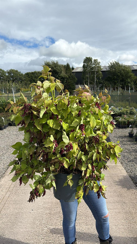 Leycesteria Golden Lanterns 10 Litre Pot