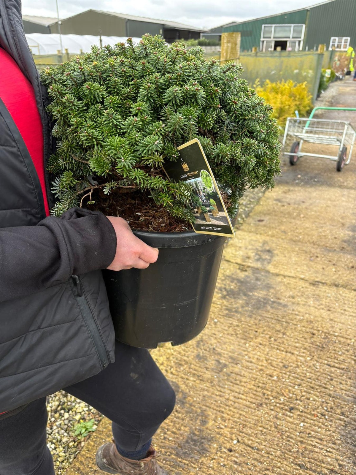 Abies koreana Brilliant 18 Litre Pot
