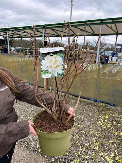 Azalea Mollis Persil 10 Litre Pot