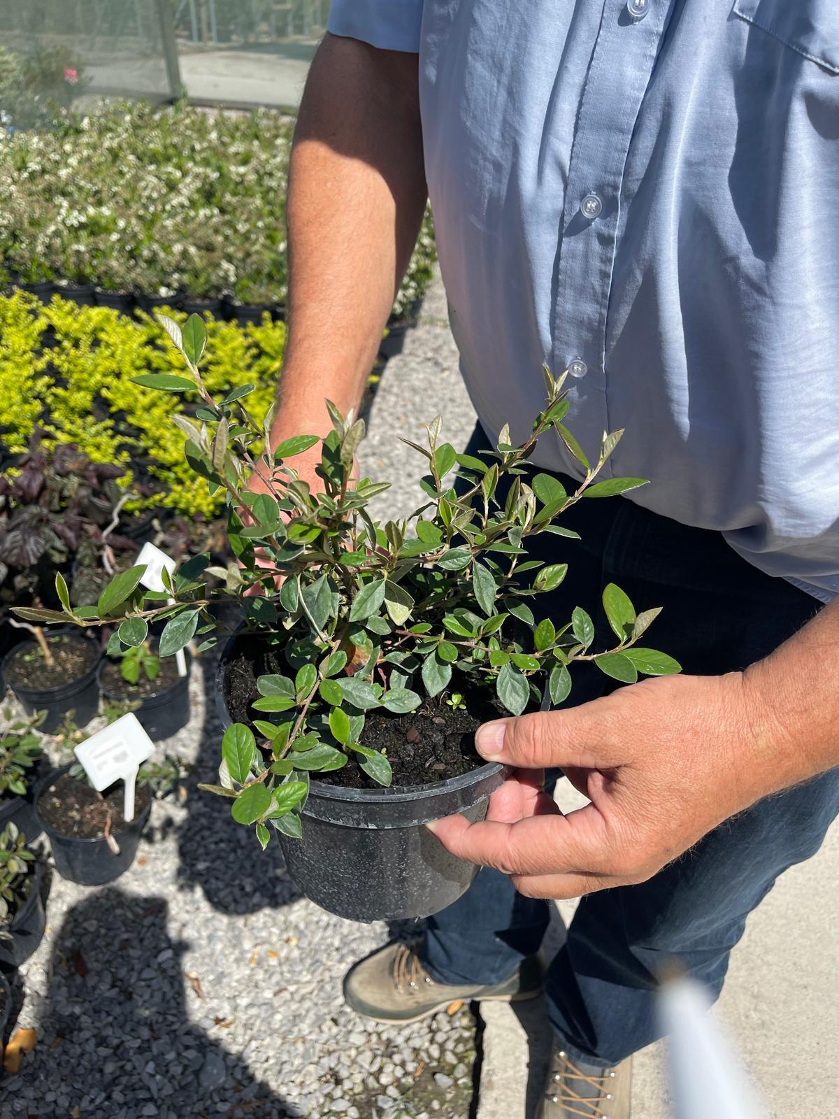 Cotoneaster Lacteus 3 Litre Pot