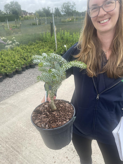Abies Koreana Silberlocke 3 Litre Pot