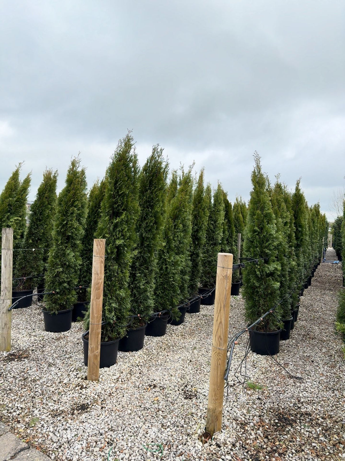 Thuja Occidentalis Emerald 200/220cm