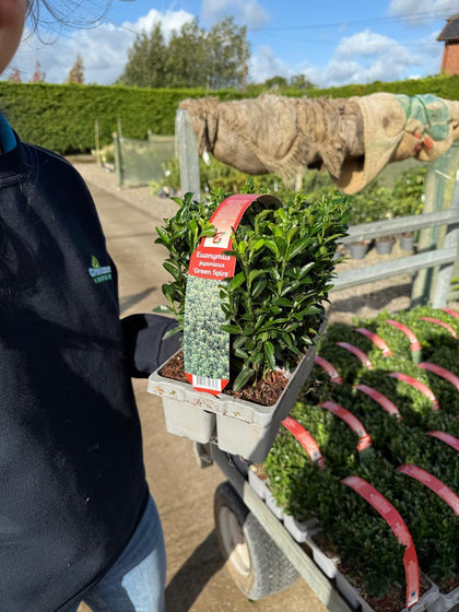 Euonymus Jap. Green Spire  X 6 Plant Pack