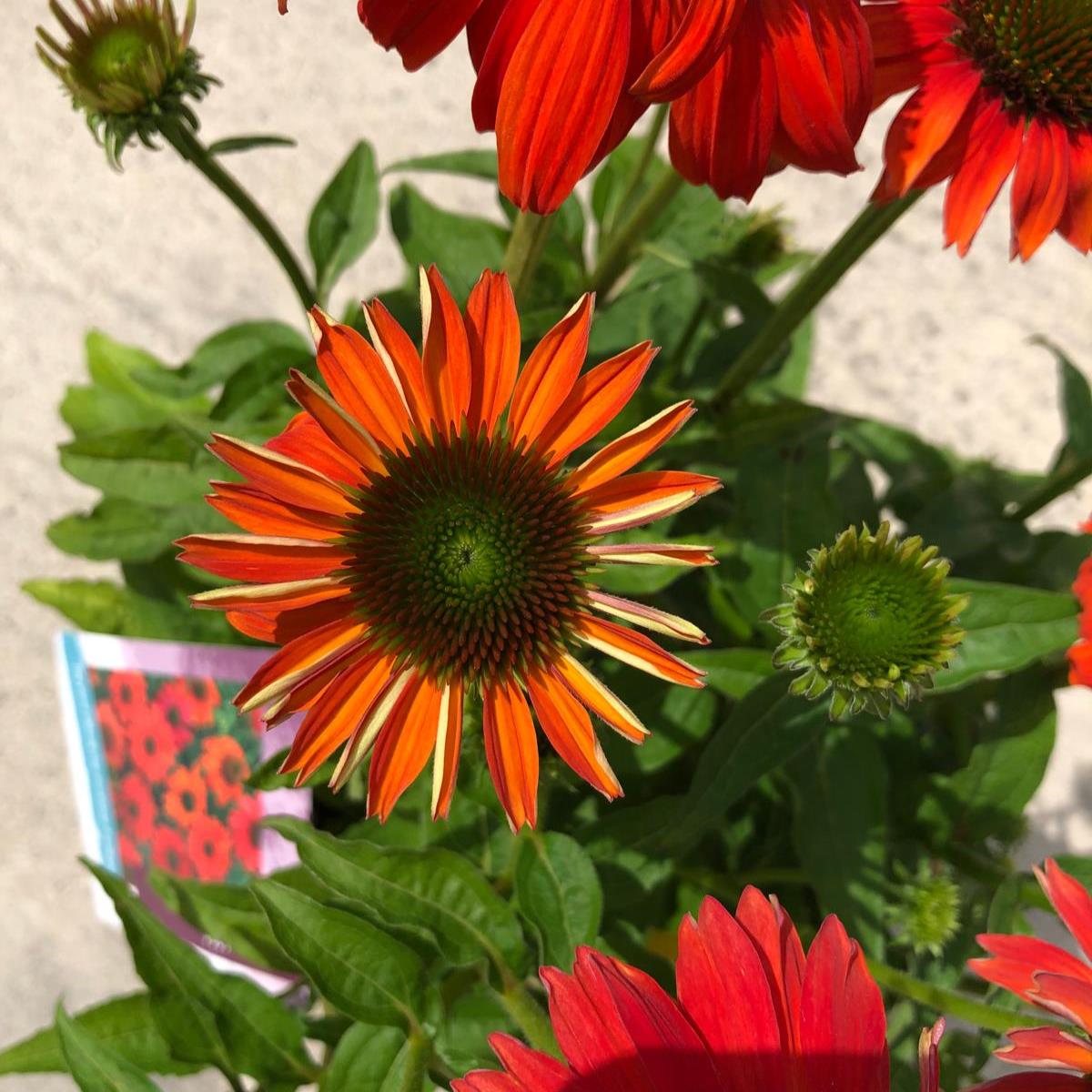 Echinacea Purpurea Lakota Red 5 Litre Pot