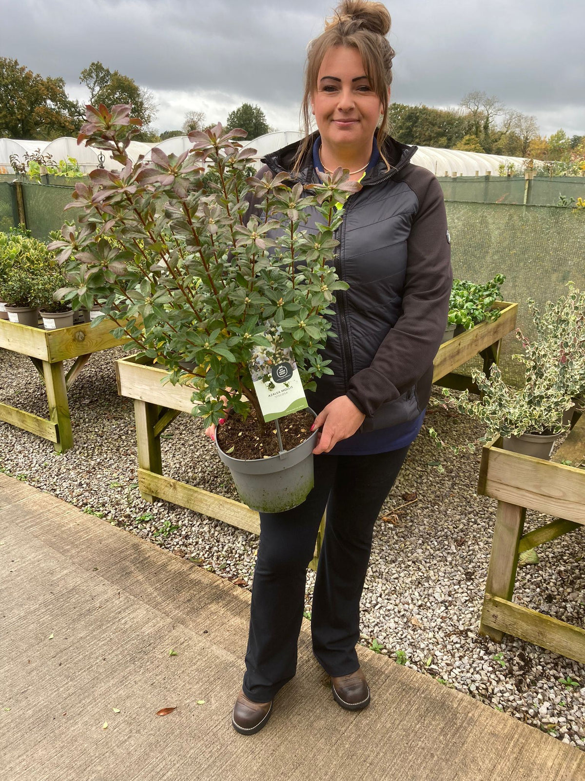 Azalea Knaphill Viscosa 5 Litre Pot