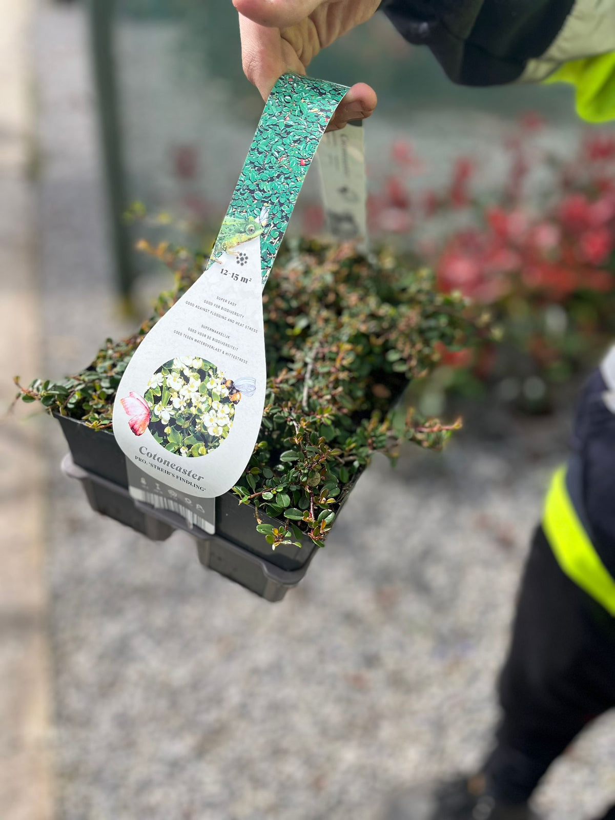 Cotoneaster Streib's Findling 9cm x 6 Plant Pack