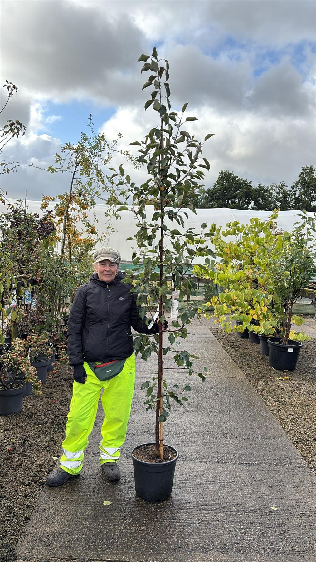 Malus Rudolph 18 Litre Pot 200/250cm