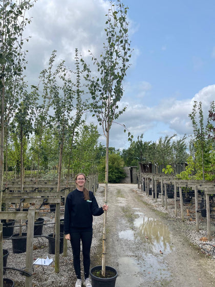 Betula Utilis Jacquemontii 6/8cm Girth 30 Litre Pot