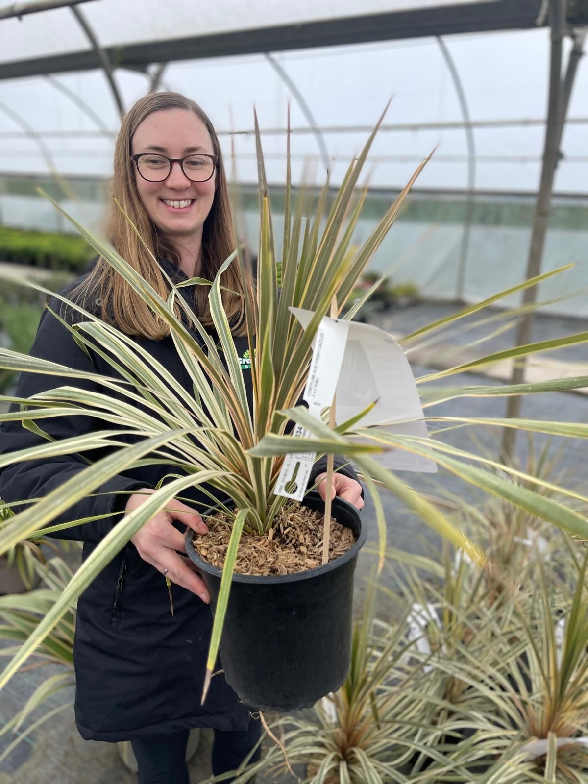Cordyline Australlis Torbay Dazzler 5 Litre Pot