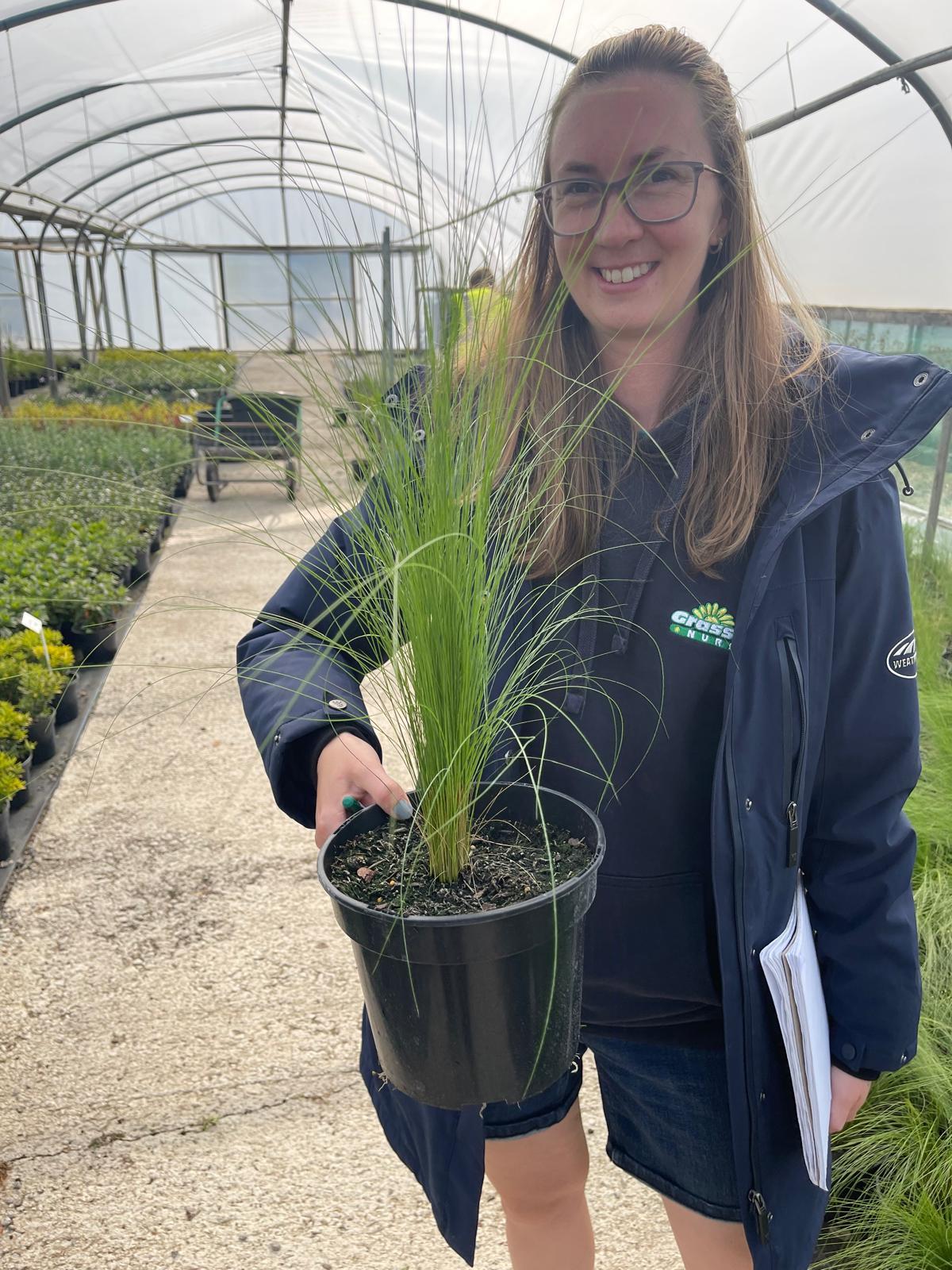 Stipa Tenuissima Pony Tails 2 Litre Pot