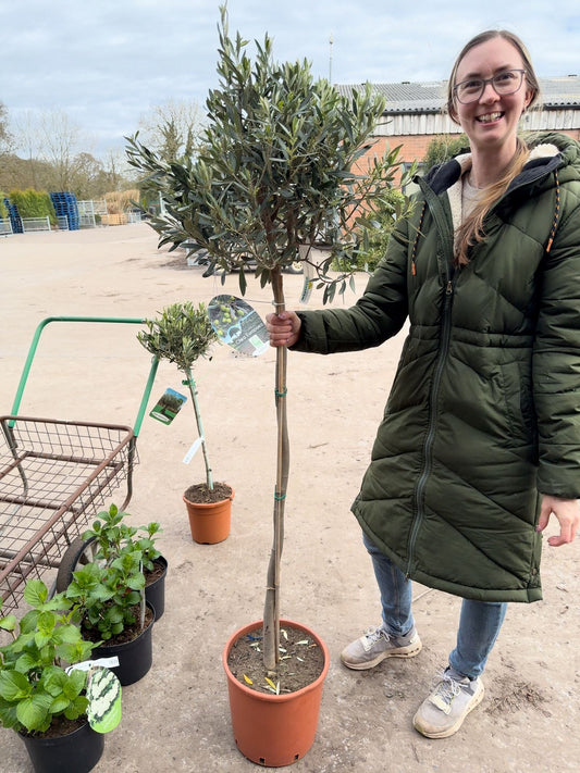 Olea Europea - Olive 1/2 Standard 26cm Pot 90-100 cm Stem
