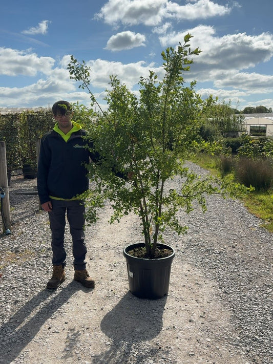 Euonymus Europaeus Multi Stem 150/175cm Root Ball Delivery November Onwards