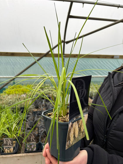 Cortaderia Selloana 1 Litre Pot