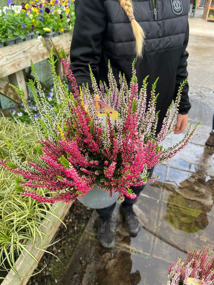 Calluna Beauty Ladies Red 11cm Pot