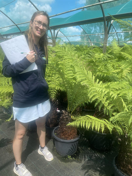 Tree Fern Dicksonia Antarctica 2 Foot Log