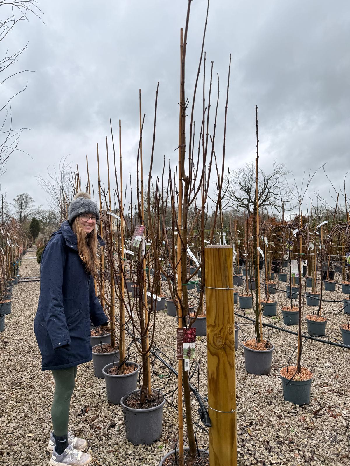 Acer Platanoides Crimson Sentry 15 Litre Pot