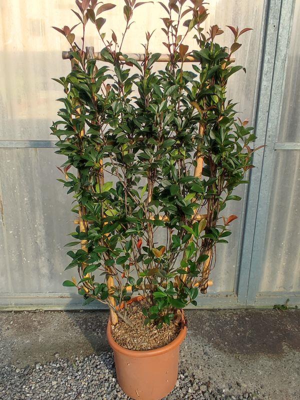 Photinia Carre Rouge Pleached Wall Frame 100cm Tall x 50cm wide