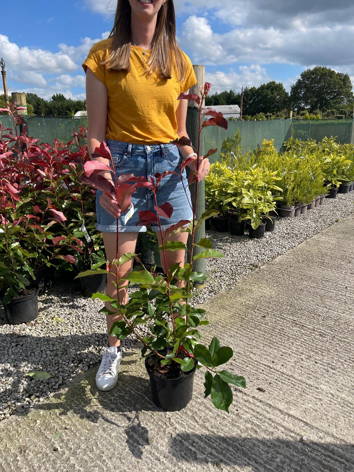 Photinia Red Robin 5 Litre Pot