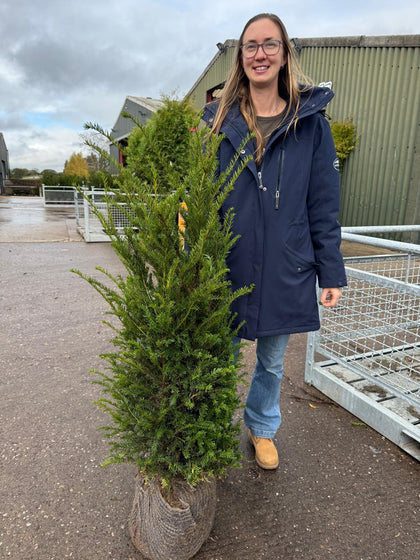 Yew Hedging Root Ball 80-100cm