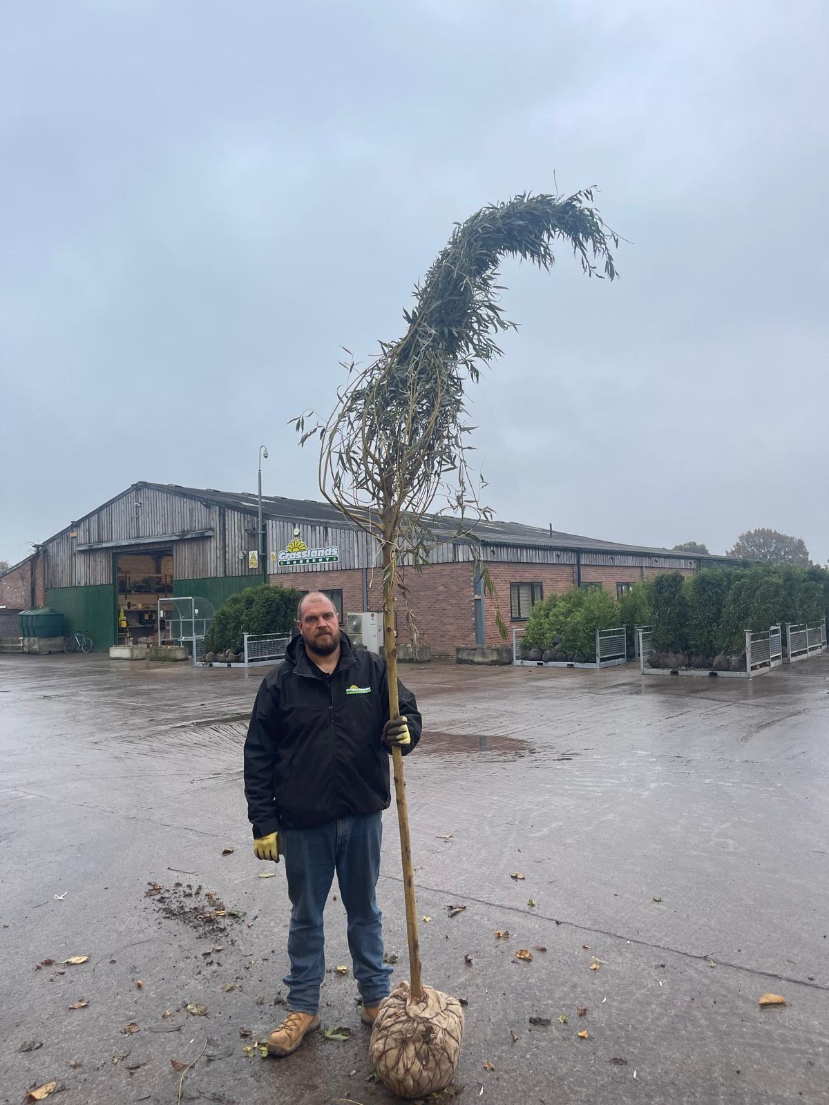 Salix alba Chermesina Root Ball 8-10cm Girth Delivery From November Onwards