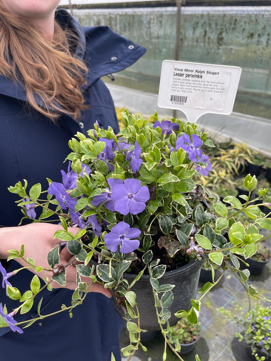 Vinca Minor Ralph Shugert 3 Litre Pot