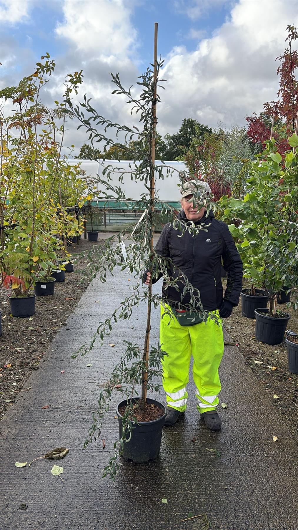 Pyrus sal. Pendula 20 Litre Pot 200/250cm