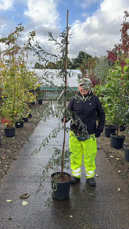 Pyrus sal. Pendula 20 Litre Pot 200/250cm
