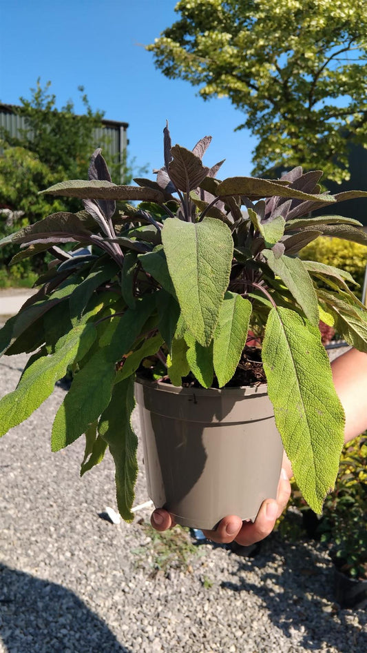 Salvia Officinalis Purperea 2 Litre Pot