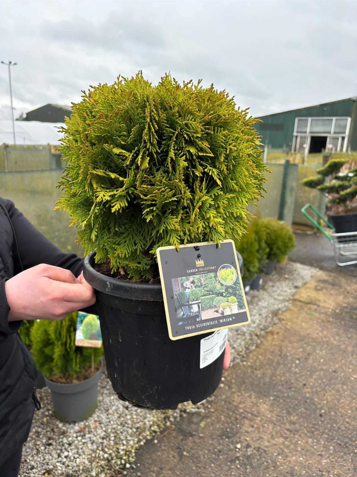 Thuja Occidentalis Mirjam 6 Litre Pot