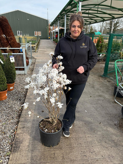 Magnolia Stellata 20 Litre Pot 80/100cm