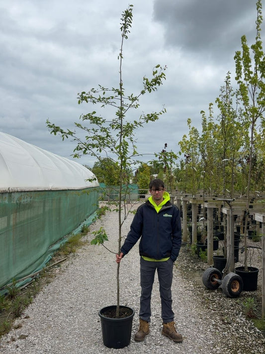 Amelanchier Lamarckii 6-8 cm Girth Root Ball Delivery From November