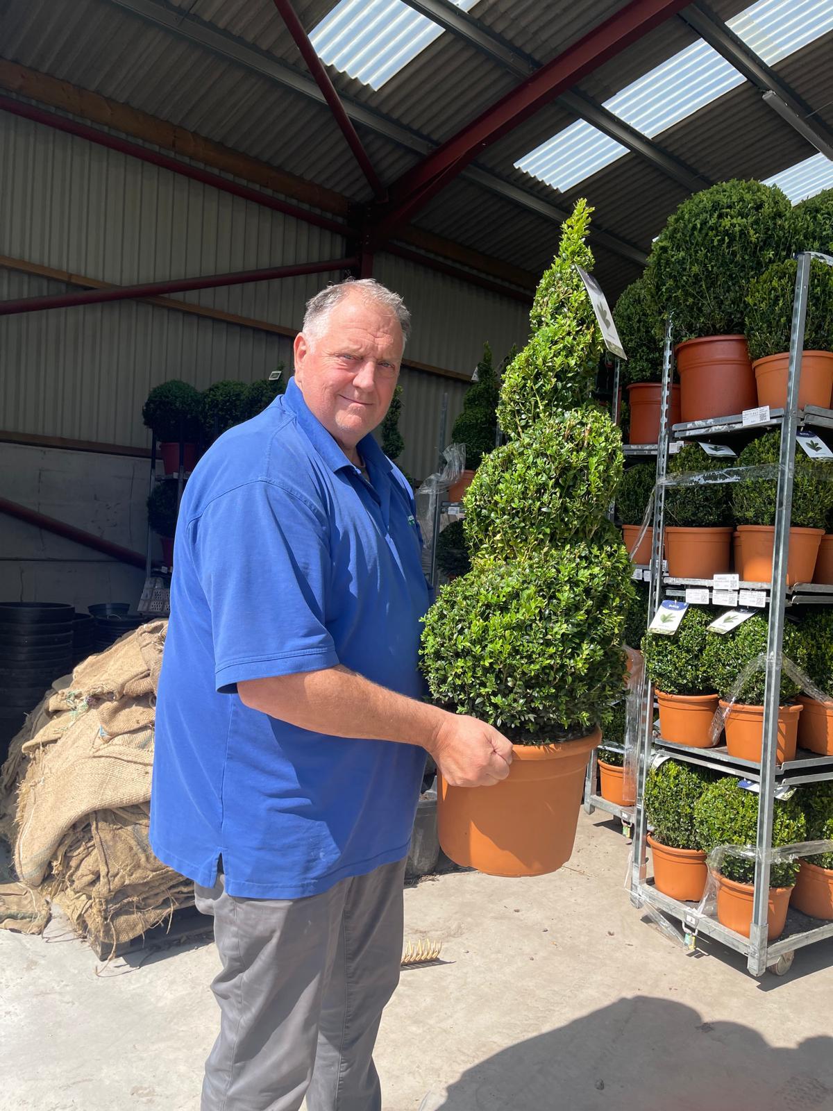 Buxus Spiral 80/90cm