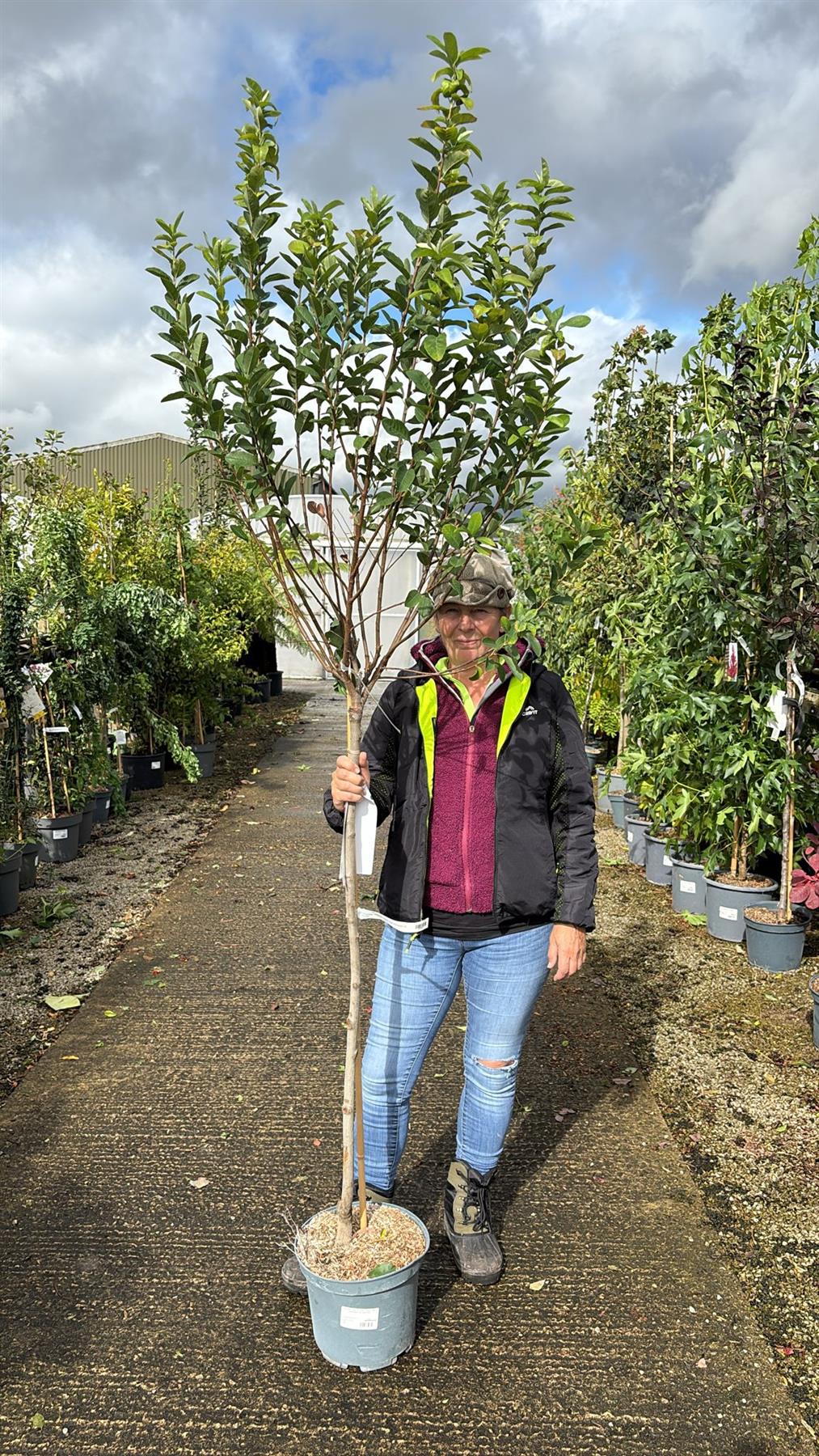 Amelanchier October Flame Half Standard 10 Litre Pot