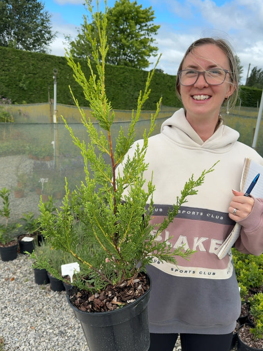 Cupressocyparis leylandii 'Excalibur Gold' - Golden Leyland 3 Litre Pot