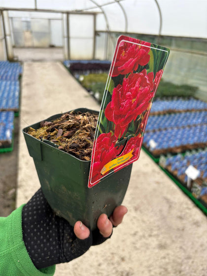 Paeonia Karl Rosenfield 11cm Pot