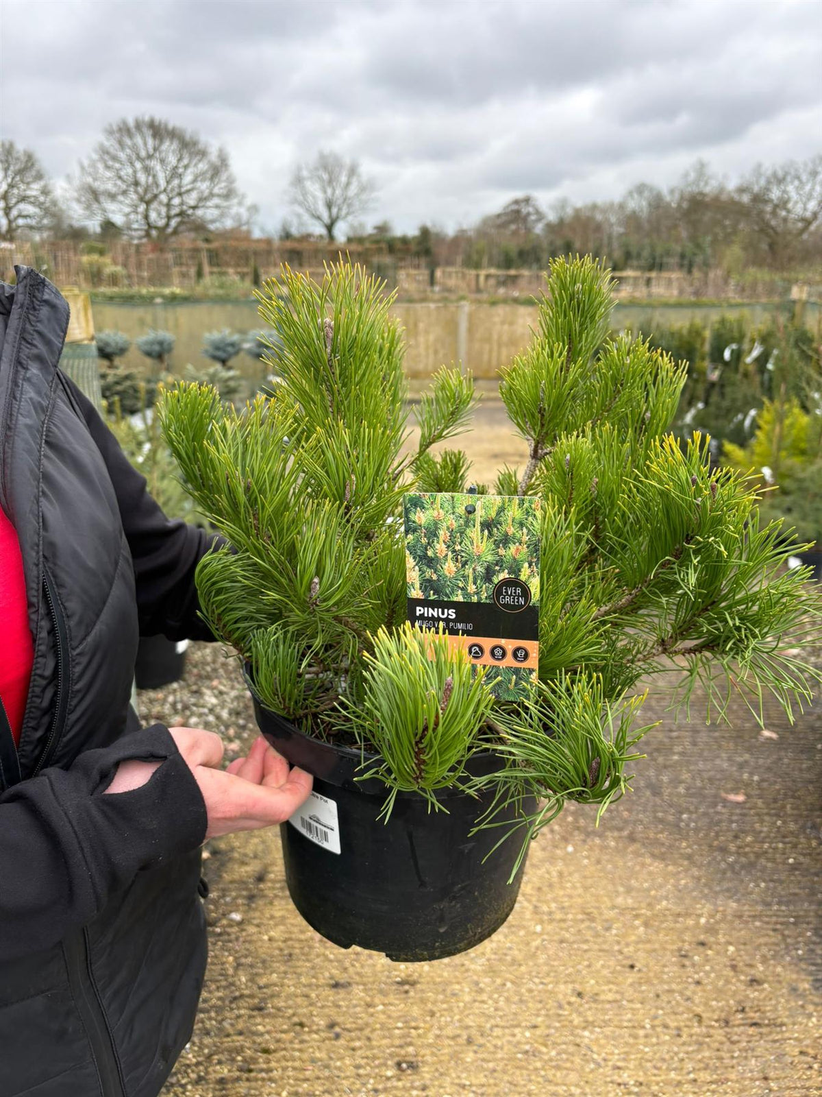 Pinus Mugo Pumilio 7.5 Litre Pot