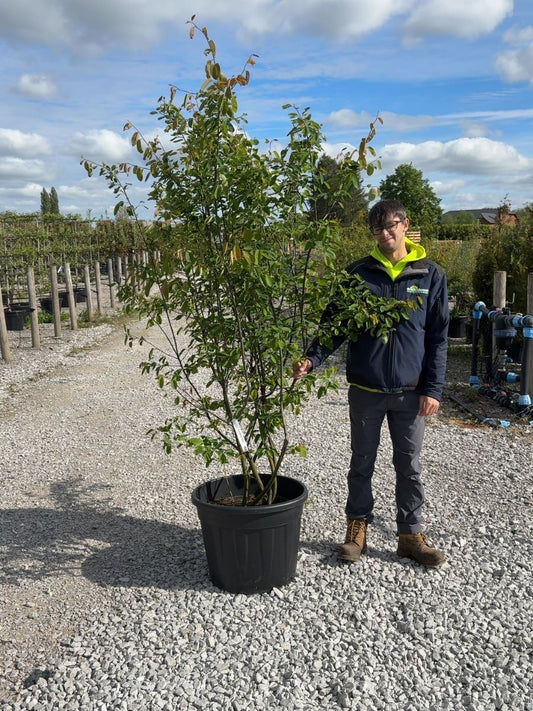 Amelanchier Lamarckii Multi Stem 175/200cm Root Ball Delivery From November