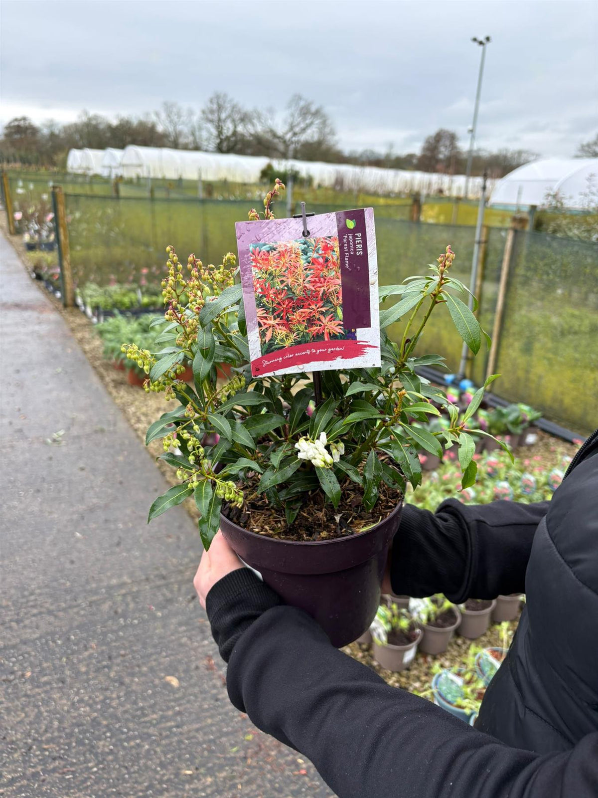 Pieris Japonica Forest Flame 2 Litre Pot