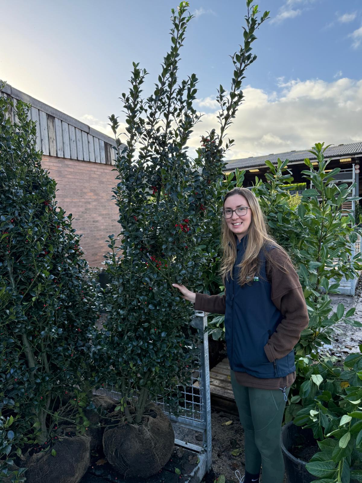Ilex mes. Heckenfee 160/180cm Bushy Root Ball Delivery from October